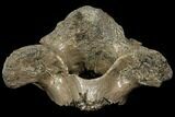 Fossil Rhino (Stephanorhinus) Atlas Vertebra - Germany #111863-3